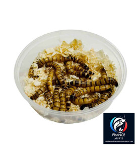Appâts Spécial truite Morios JUMBO