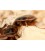 Coquerelles des bois argentins blattes dubias pour reptiles - France-Insectes