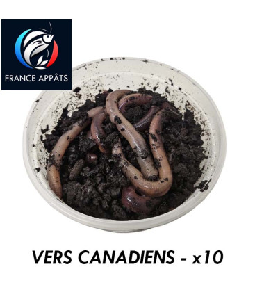 Boîte de 10 Vers de Terre Canadiens - Appâts de pêche naturels pour une expérience de pêche réussie.