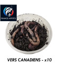 Boîte de 10 Vers de Terre Canadiens - Appâts de pêche naturels pour une expérience de pêche réussie.
