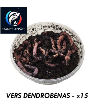 Boîte de 15 vers de terre dendrobenas - Appâts de pêche naturels et frais prêts à l'emploi.