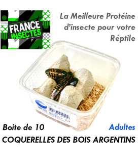 Coquerelles des Bois Argentins - Adultes - Boite de 10
