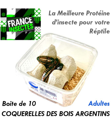 Coquerelles des Bois Argentins - Adultes - Boite de 10