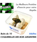 Coquerelles des Bois Argentins - Adultes - Boite de 10