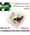 Coquerelles des Bois Argentins - Moyennes - Boite de 10