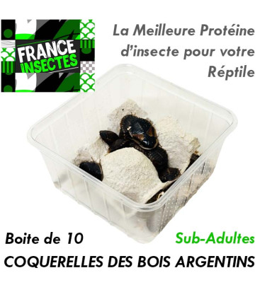 Coquerelles des Bois Argentins - SubAdultes - Boite de 10