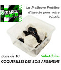 Coquerelles des Bois Argentins - SubAdultes - Boite de 10