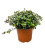 callisia repens