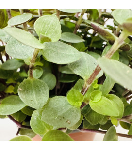 callisia repens