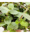callisia repens