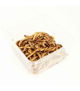 Zophobas Morios - Nourriture Reptiles et Oiseaux - 50gr