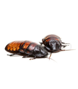Blatte de Madagascar Adulte