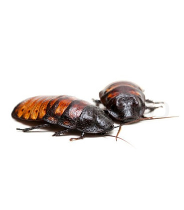 Blatte de Madagascar Adulte
