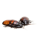 Blatte de Madagascar Adulte