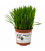 herbe à chat (Blé Tendre) Notre Production