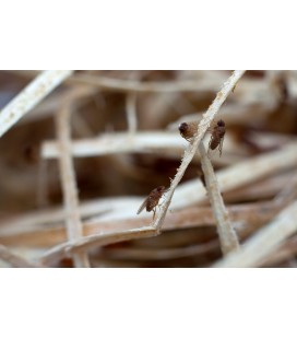 Drosophiles Aptère Noires pour grenouille dendrobate - Alimentation naturelle de qualité supérieure - France-Insectes