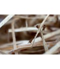 Drosophiles Aptère Noires pour grenouille dendrobate - Alimentation naturelle de qualité supérieure - France-Insectes
