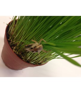 Herbe à Criquets