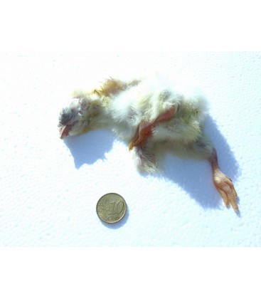 Pack poussins 1kg