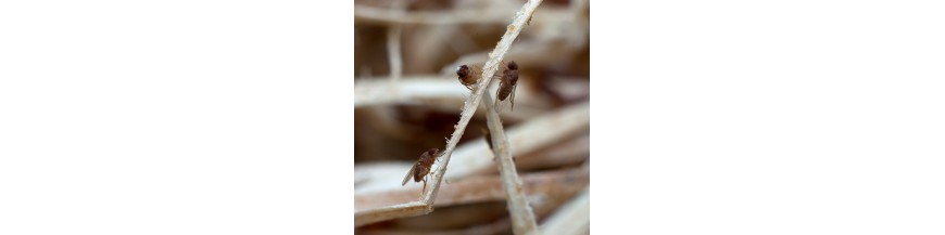 AUTRES INSECTES