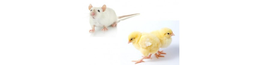 RONGEURS ET POUSSINS
