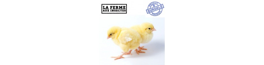 POUSSINS CONGELES