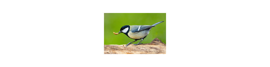 OISEAUX DU CIEL