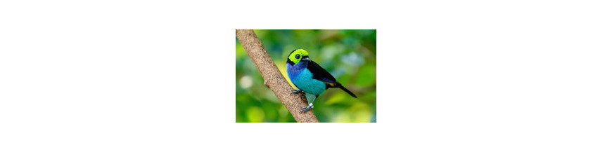 OISEAUX EXOTIQUES