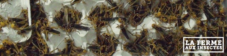 CRIQUETS MIGRATEURS