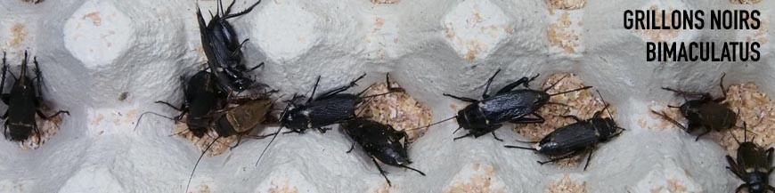 GRILLONS BIMACULATUS