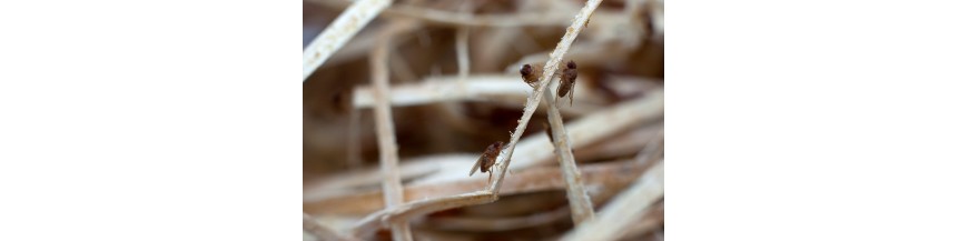 AUTRES INSECTES