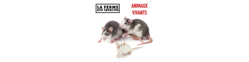 RONGEURS VIVANTS