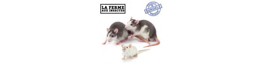 RONGEURS CONGELES